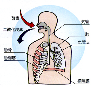 呼吸とは